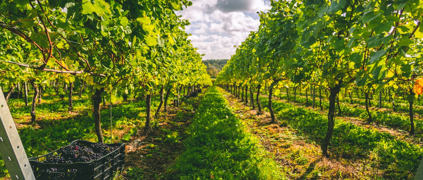 Hampshire vineyards